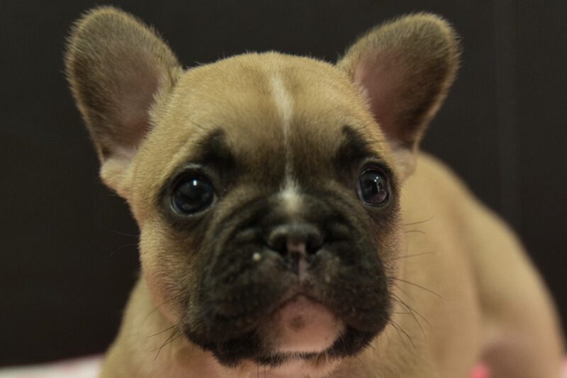 フレンチブルドッグの子犬の写真202212263 1月31日現在