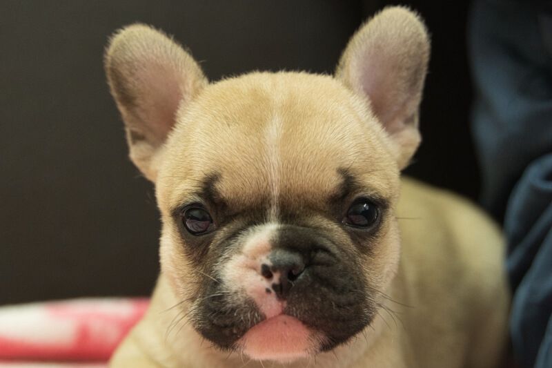 フレンチブルドッグの子犬の写真202212264 1月31日現在