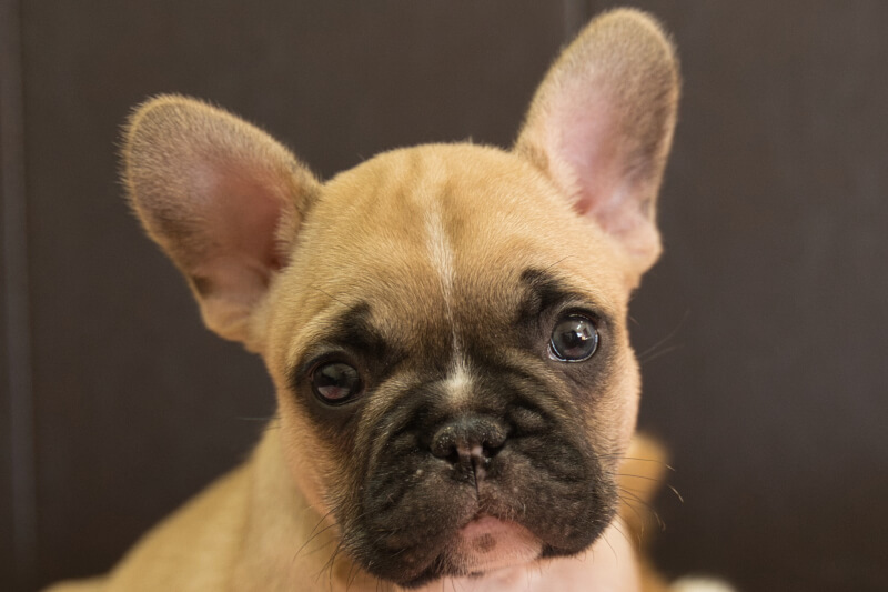 フレンチブルドッグの子犬の写真202212263 2月8日現在