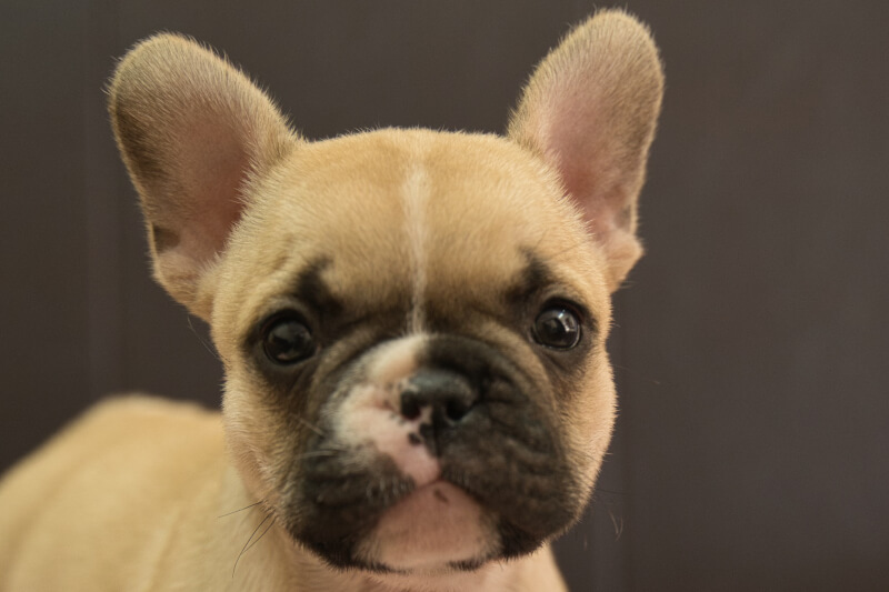 フレンチブルドッグの子犬の写真202212264 2月8日現在