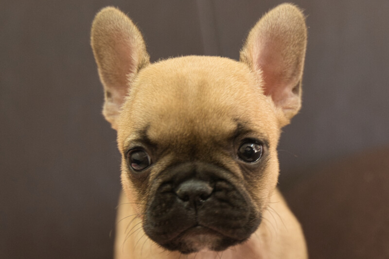 フレンチブルドッグの子犬の写真202212266 2月8日現在