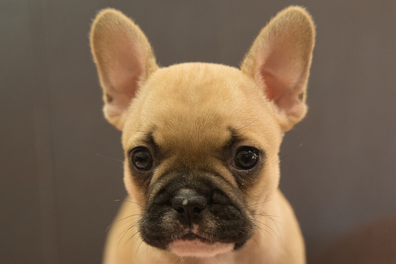 フレンチブルドッグの子犬の写真202212261 2月8日現在