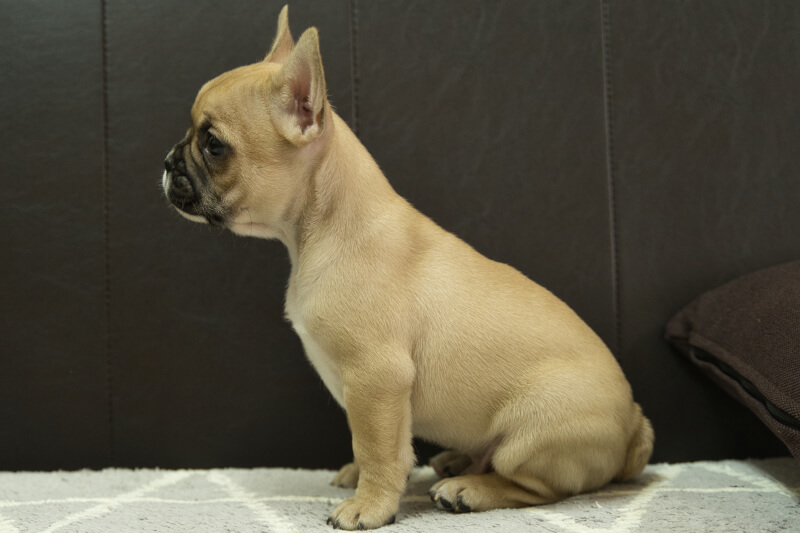 フレンチブルドッグの子犬の写真202212261-2 2月15日現在