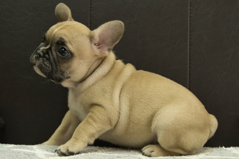 フレンチブルドッグの子犬の写真202212263-2 2月15日現在