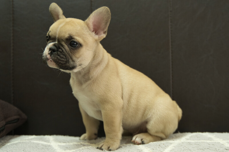 フレンチブルドッグの子犬の写真202212264-2 2月15日現在