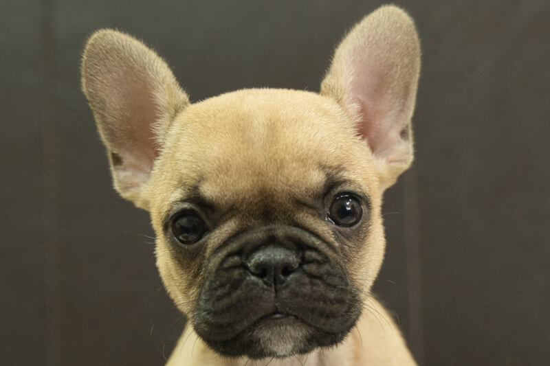 フレンチブルドッグの子犬の写真202212266 2月15日現在