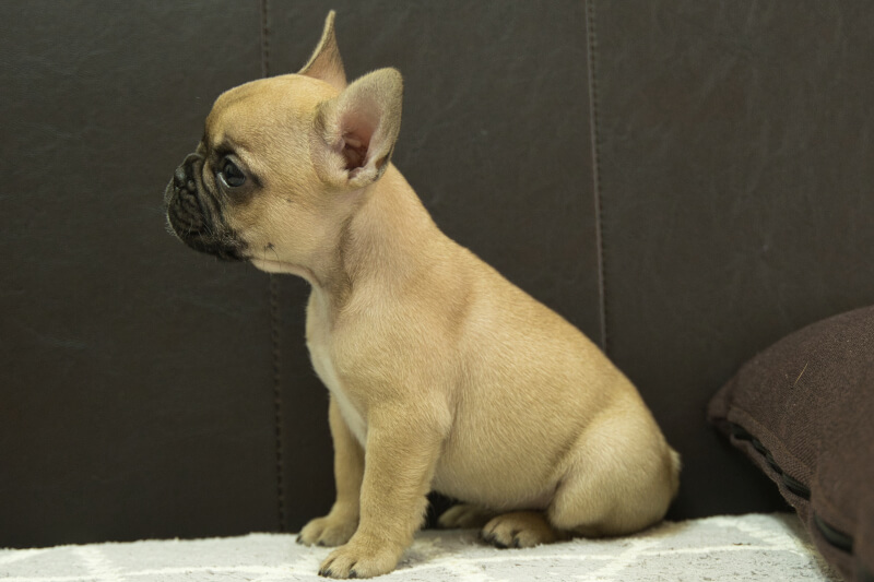 フレンチブルドッグの子犬の写真202212266-2 2月15日現在