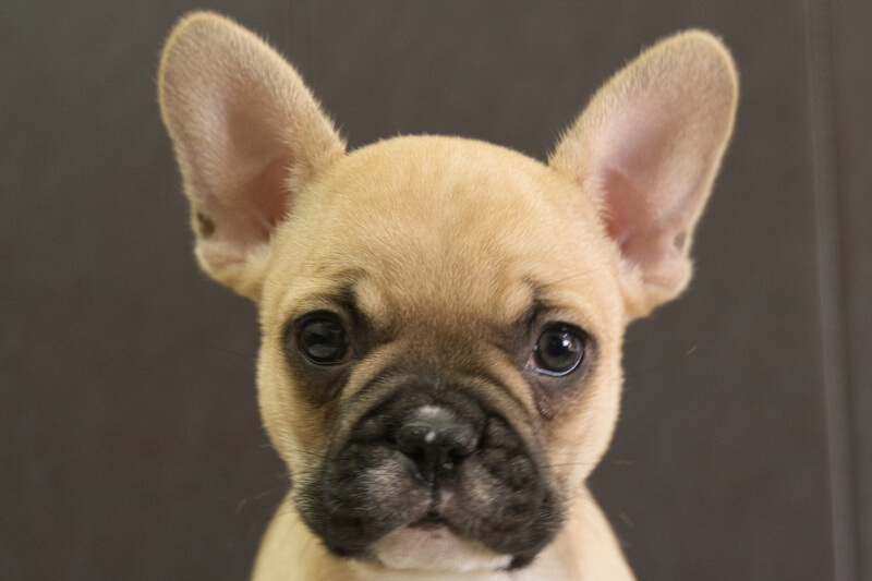 フレンチブルドッグの子犬の写真202212261 2月15日現在