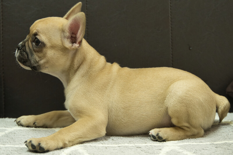 フレンチブルドッグの子犬の写真202212261-2 3月7日現在