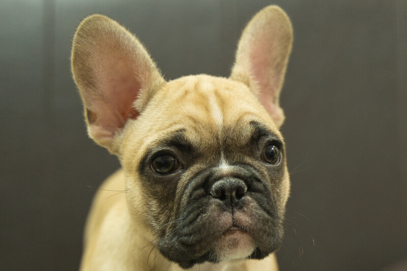 フレンチブルドッグの子犬の写真202212263 3月7日現在