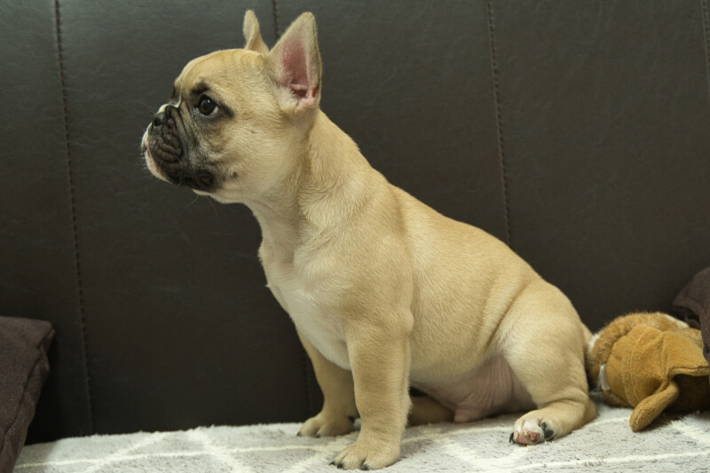 フレンチブルドッグの子犬の写真202212264-2 3月7日現在