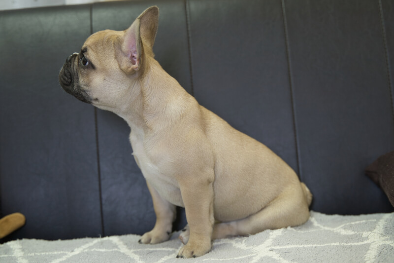 フレンチブルドッグの子犬の写真202212264-2 3月30日現在