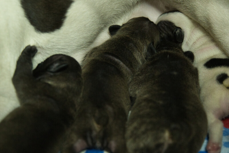 2023年3月24日生まれのフレンチブルドッグ子犬の写真