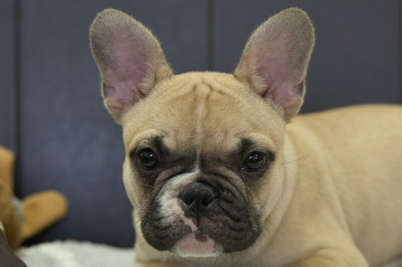 フレンチブルドッグの子犬の写真202212264 3月30日現在