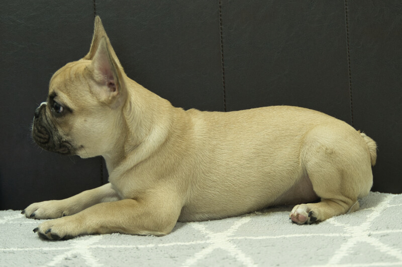 フレンチブルドッグの子犬の写真202212264-2 4月7日現在