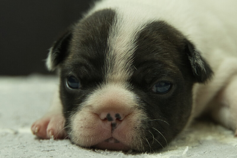 フレンチブルドッグの子犬の写真202303242 4月7日現在