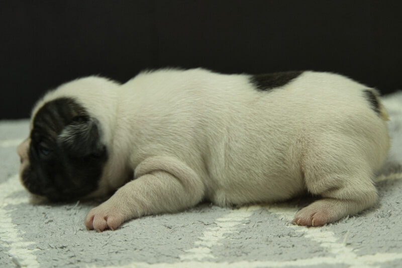 フレンチブルドッグの子犬の写真202303242-2 4月7日現在