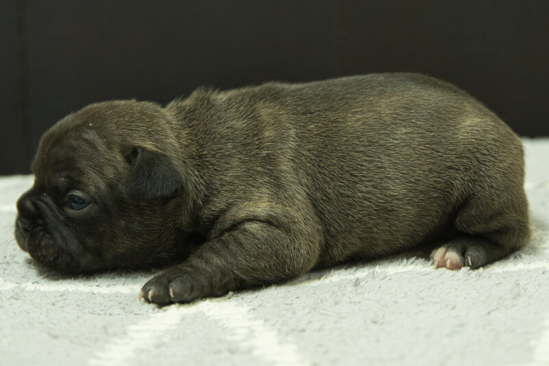 フレンチブルドッグの子犬の写真202303243-2 4月7日現在