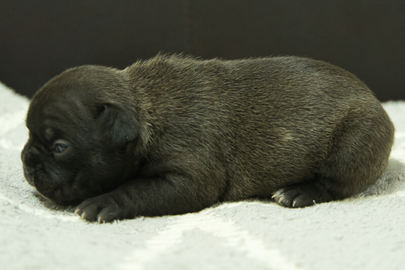 フレンチブルドッグの子犬の写真202303244-2 4月7日現在