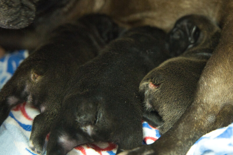 2023年4月6日生まれのフレンチブルドッグ子犬の写真