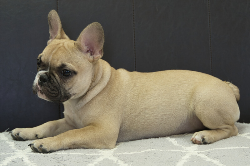 フレンチブルドッグの子犬の写真202212264-2 4月13日現在