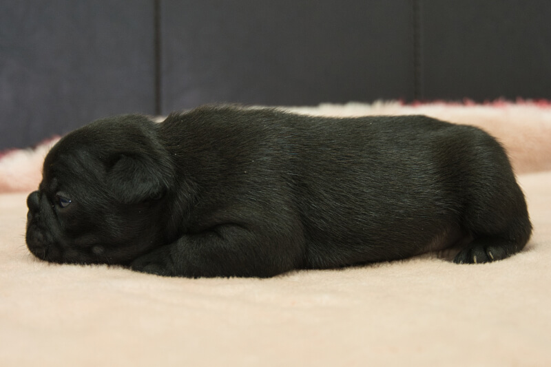 フレンチブルドッグの子犬の写真202304061-2 4月25日現在