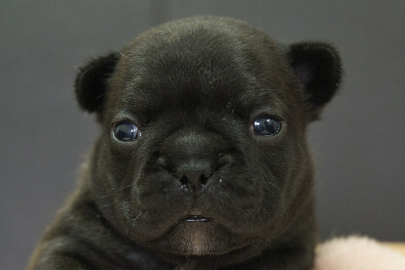フレンチブルドッグの子犬の写真202304062 4月25日現在