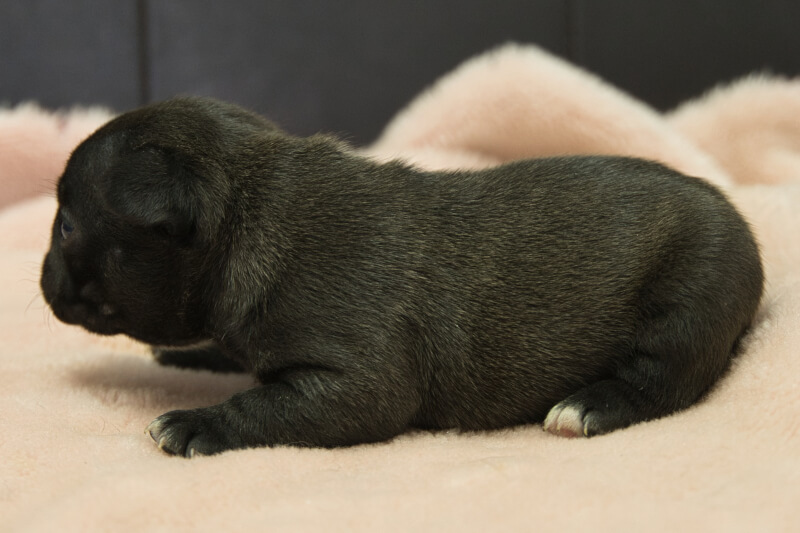フレンチブルドッグの子犬の写真202304063-2 4月25日現在