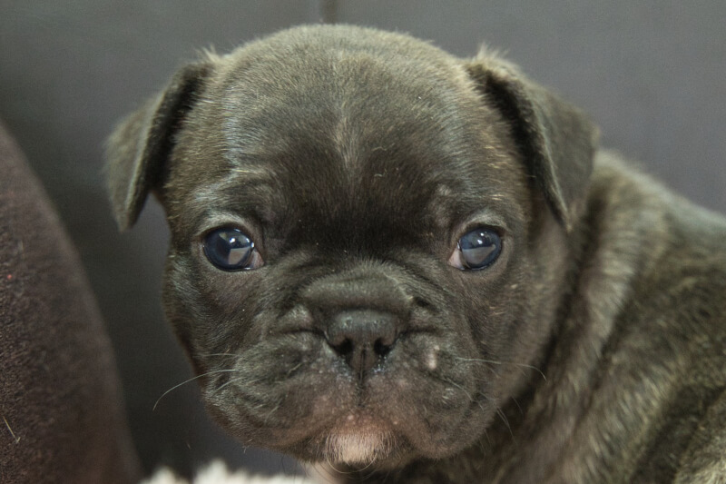 フレンチブルドッグの子犬の写真202303241 4月25日現在