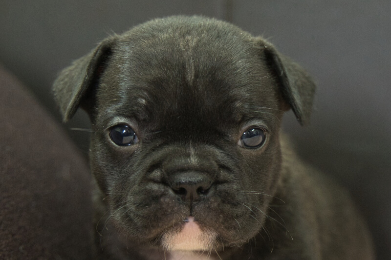 フレンチブルドッグの子犬の写真202303244 4月25日現在