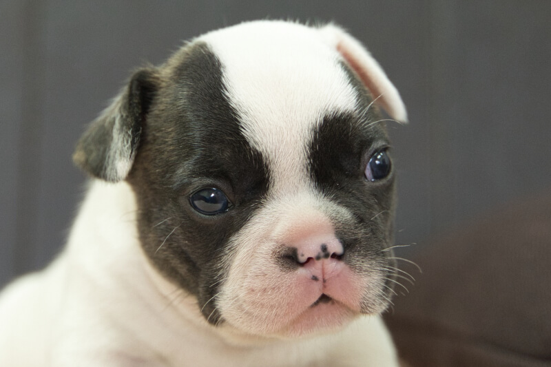フレンチブルドッグの子犬の写真202304011 4月25日現在
