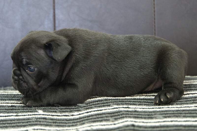 フレンチブルドッグの子犬の写真202304061-2 5月4日現在