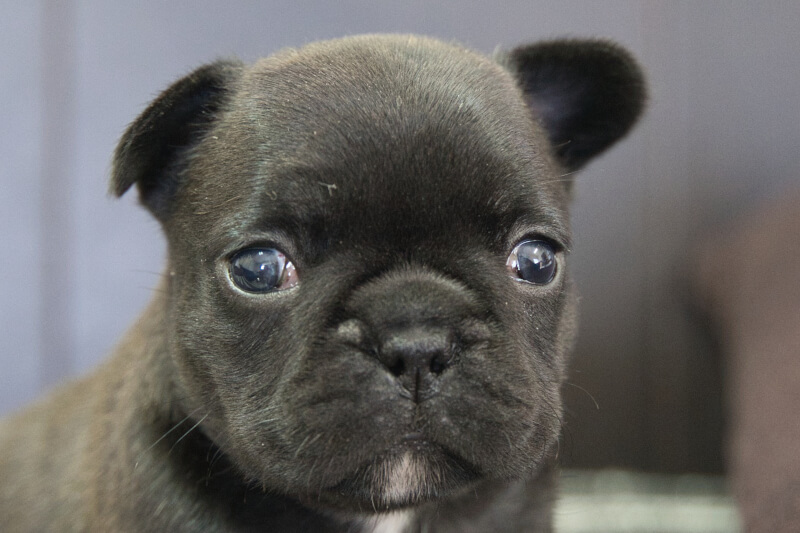フレンチブルドッグの子犬の写真202304062 5月4日現在