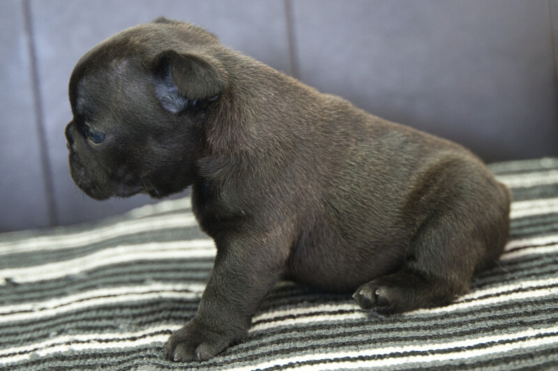フレンチブルドッグの子犬の写真202304062-2 5月4日現在