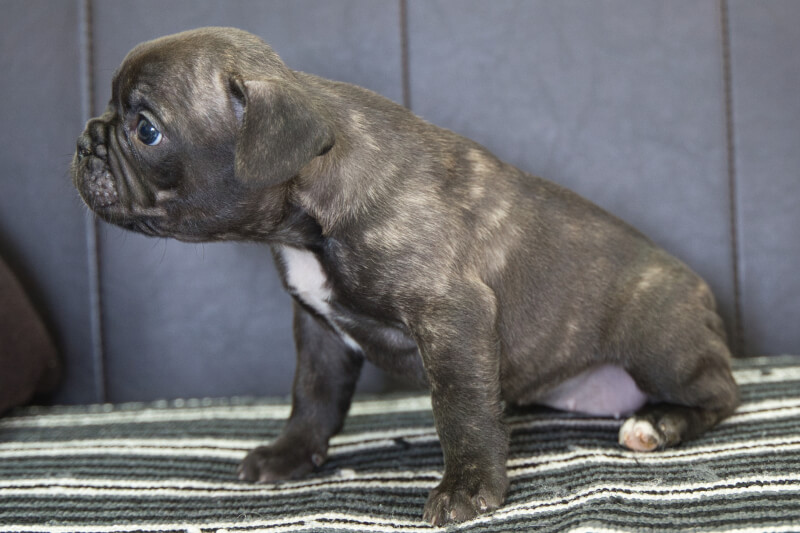 フレンチブルドッグの子犬の写真202303243-2 5月4日現在