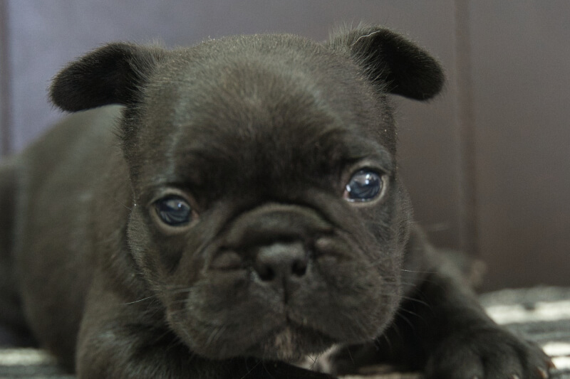 フレンチブルドッグの子犬の写真202304061 5月4日現在