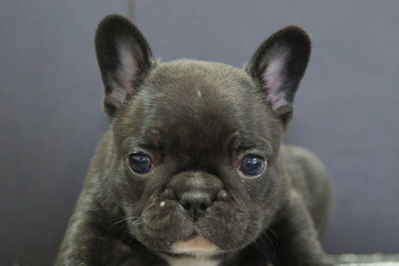 フレンチブルドッグの子犬の写真202304063 5月9日現在