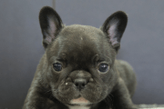 フレンチブルドッグの子犬202304063