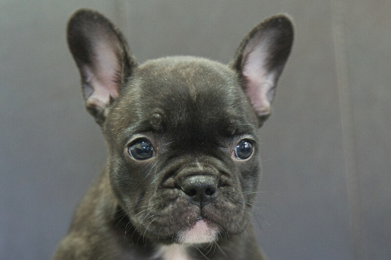 フレンチブルドッグの子犬の写真202303244 5月9日現在