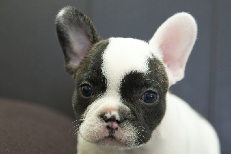 フレンチブルドッグの子犬の写真202304011 5月9日現在