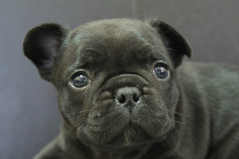 フレンチブルドッグの子犬の写真202304061 5月9日現在