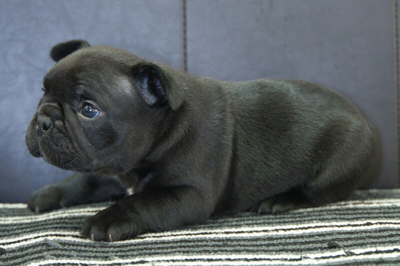 フレンチブルドッグの子犬の写真202304061-2 5月9日現在