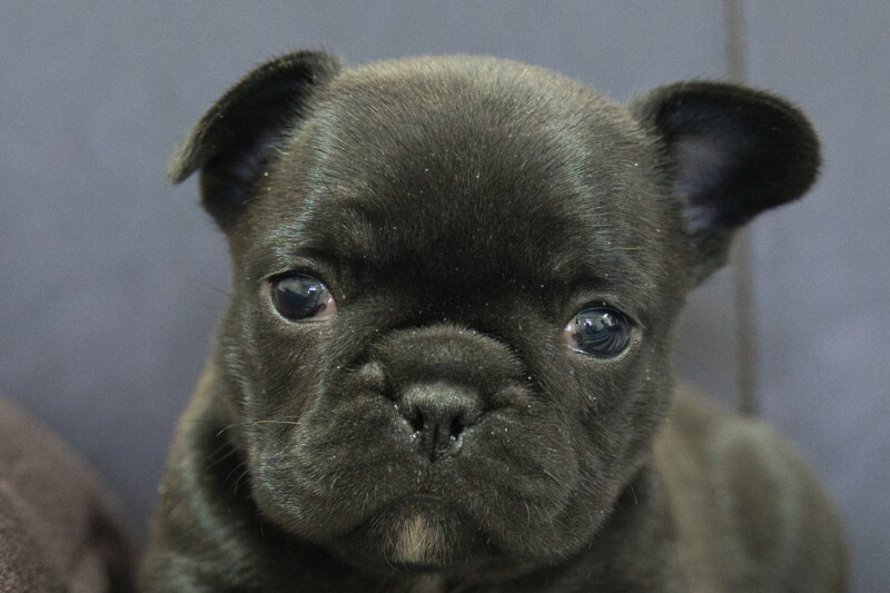 フレンチブルドッグの子犬の写真202304062 5月9日現在