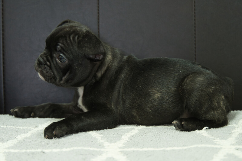 フレンチブルドッグの子犬の写真202303244-2 5月19日現在