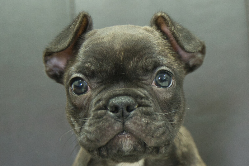 フレンチブルドッグの子犬の写真202303243 5月19日現在