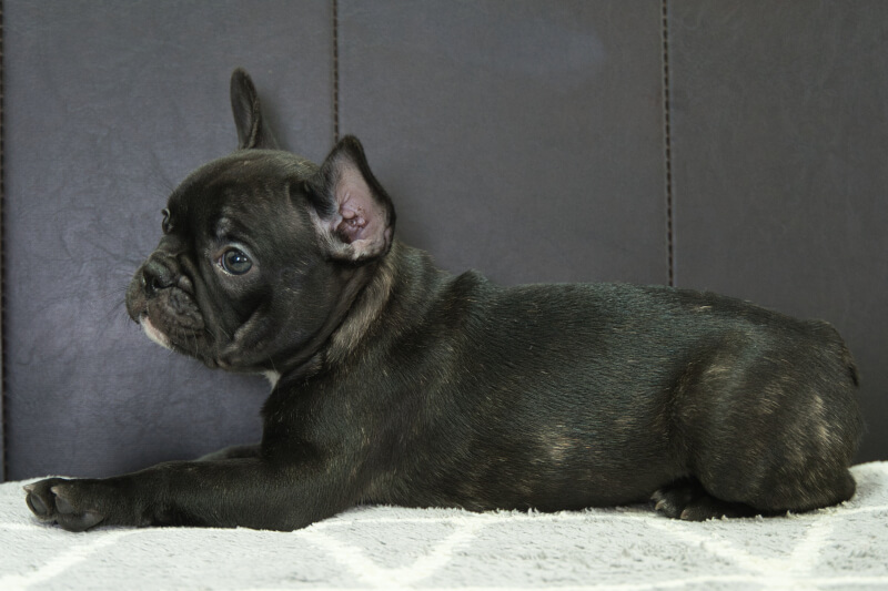 フレンチブルドッグの子犬の写真202303244-2 5月23日現在