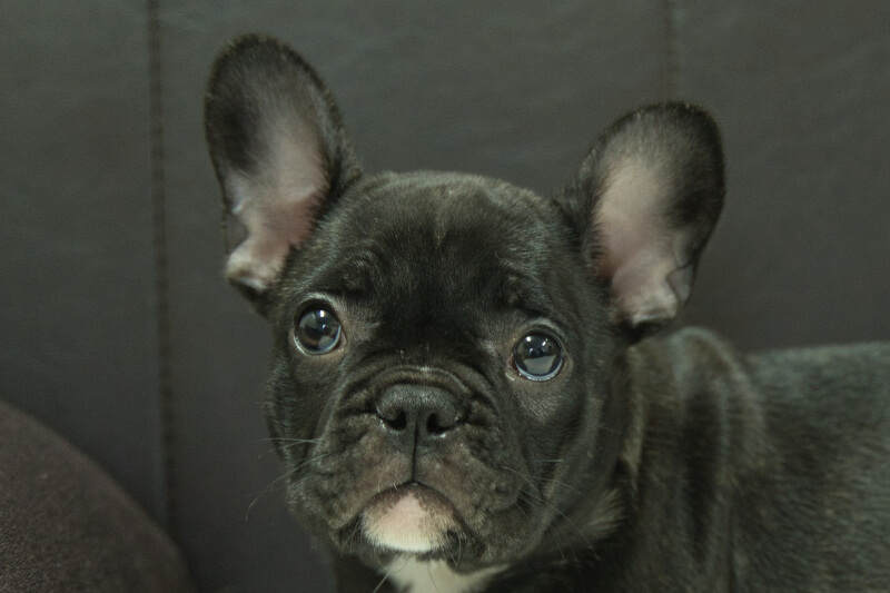 フレンチブルドッグの子犬の写真202303244 5月31日現在