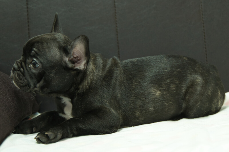フレンチブルドッグの子犬の写真202303244-2 5月31日現在