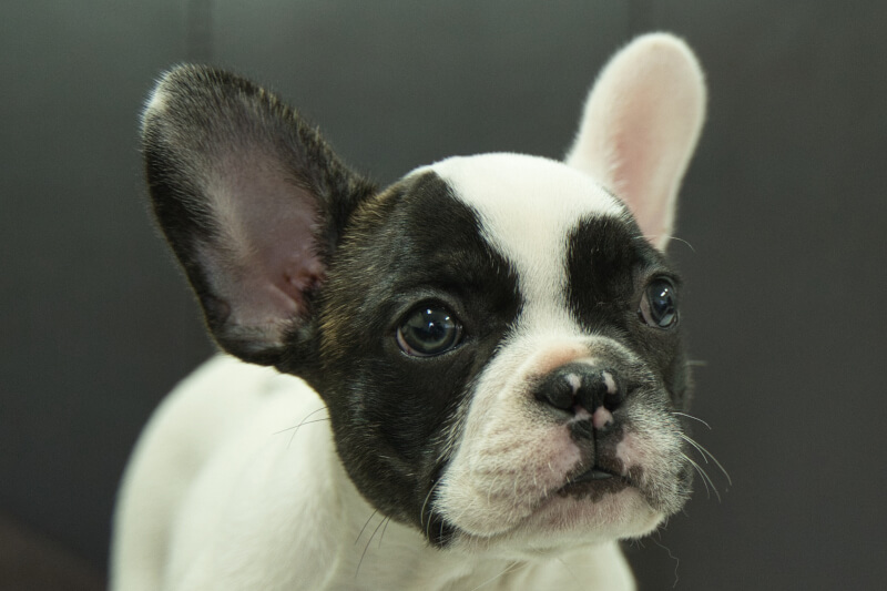 フレンチブルドッグの子犬の写真202304011 5月31日現在