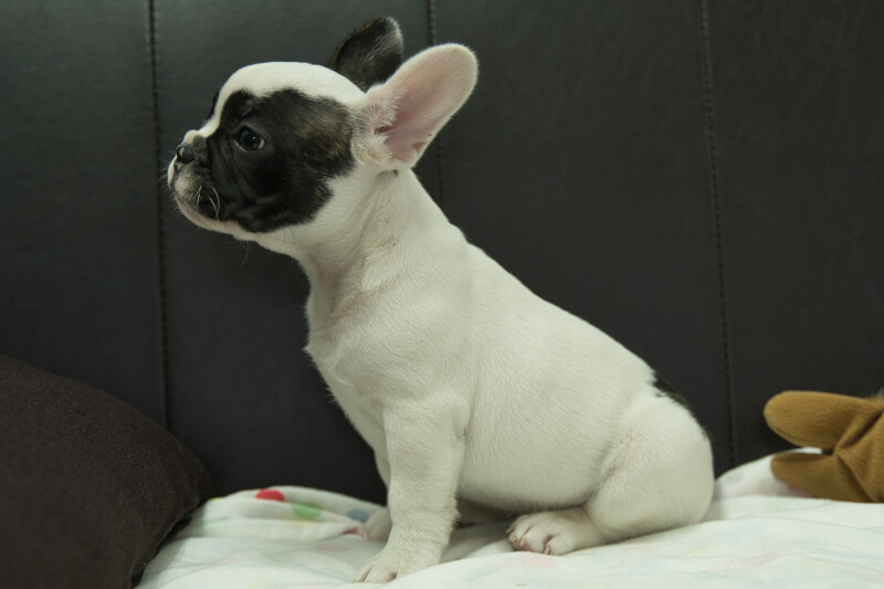 フレンチブルドッグの子犬の写真202304011-2 5月31日現在